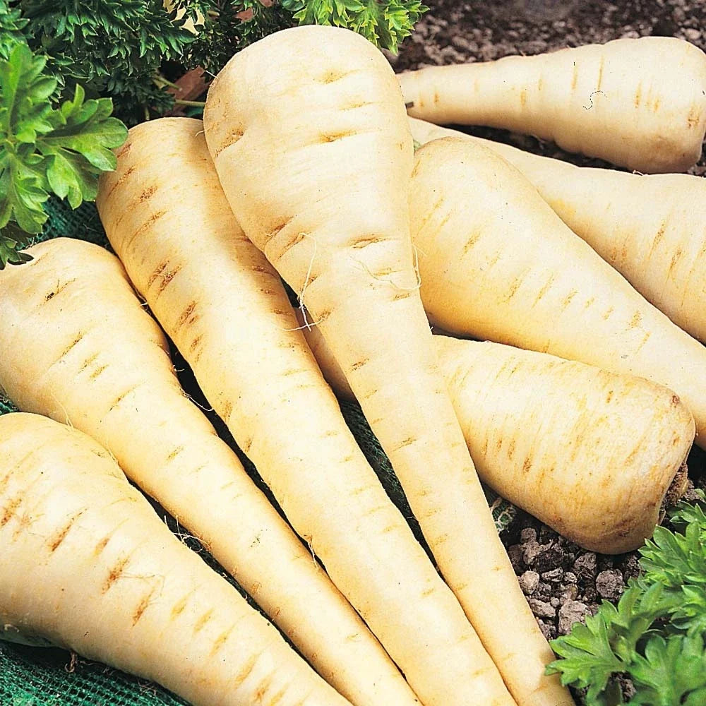 Parsnip Seeds - All American Organic Pastinaca sativa - Heirloom, Non-GMO, High Germination, Fall & Winter Harvest