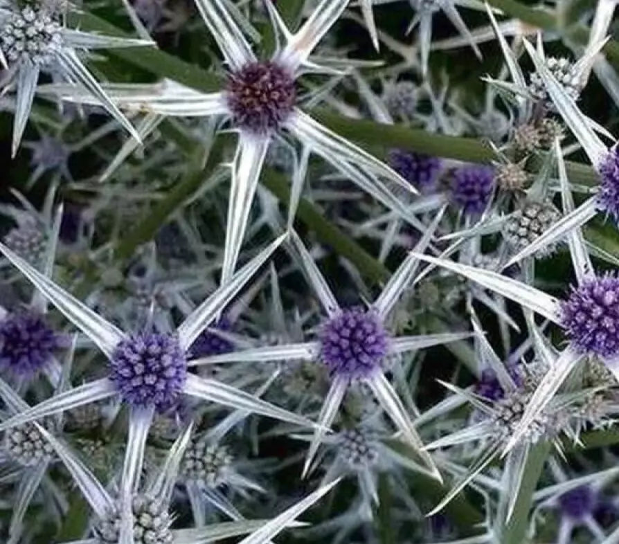Eryngium variifolium Seeds - Variegated Moroccan Sea Holly Perennial Plant - 10 Pack for Garden Planting