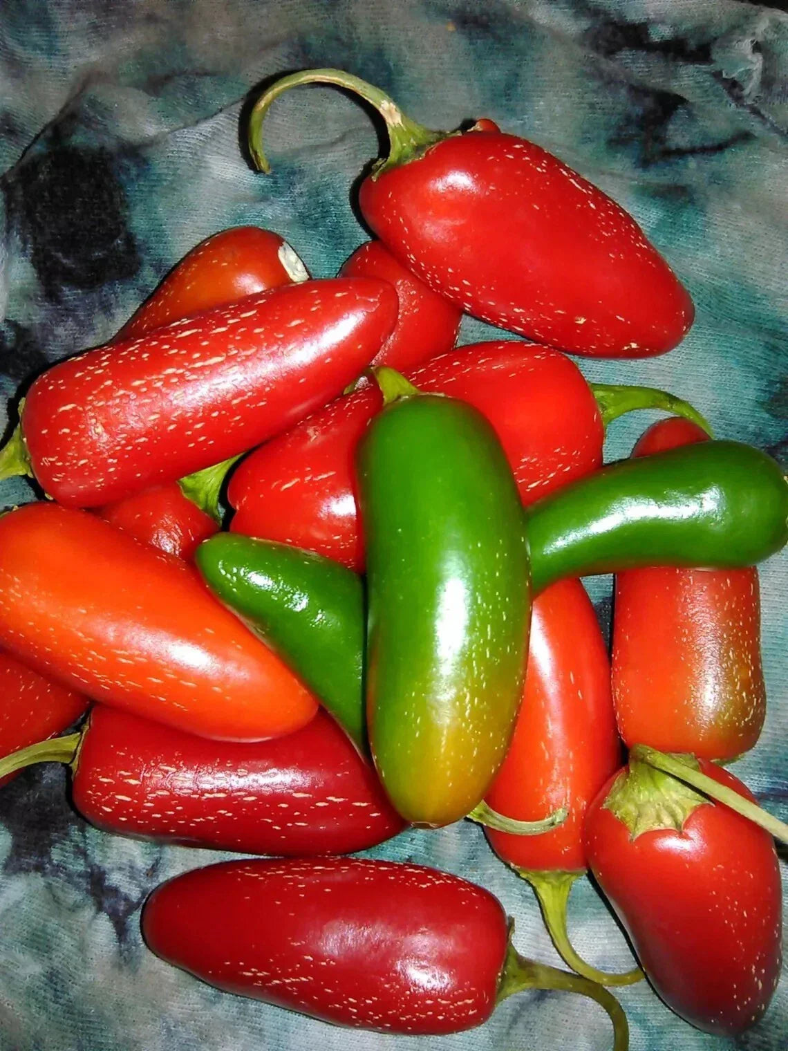 Tam Jalapeno Pepper Seeds - 100+ Heirloom Organic Non-GMO Capsicum annuum