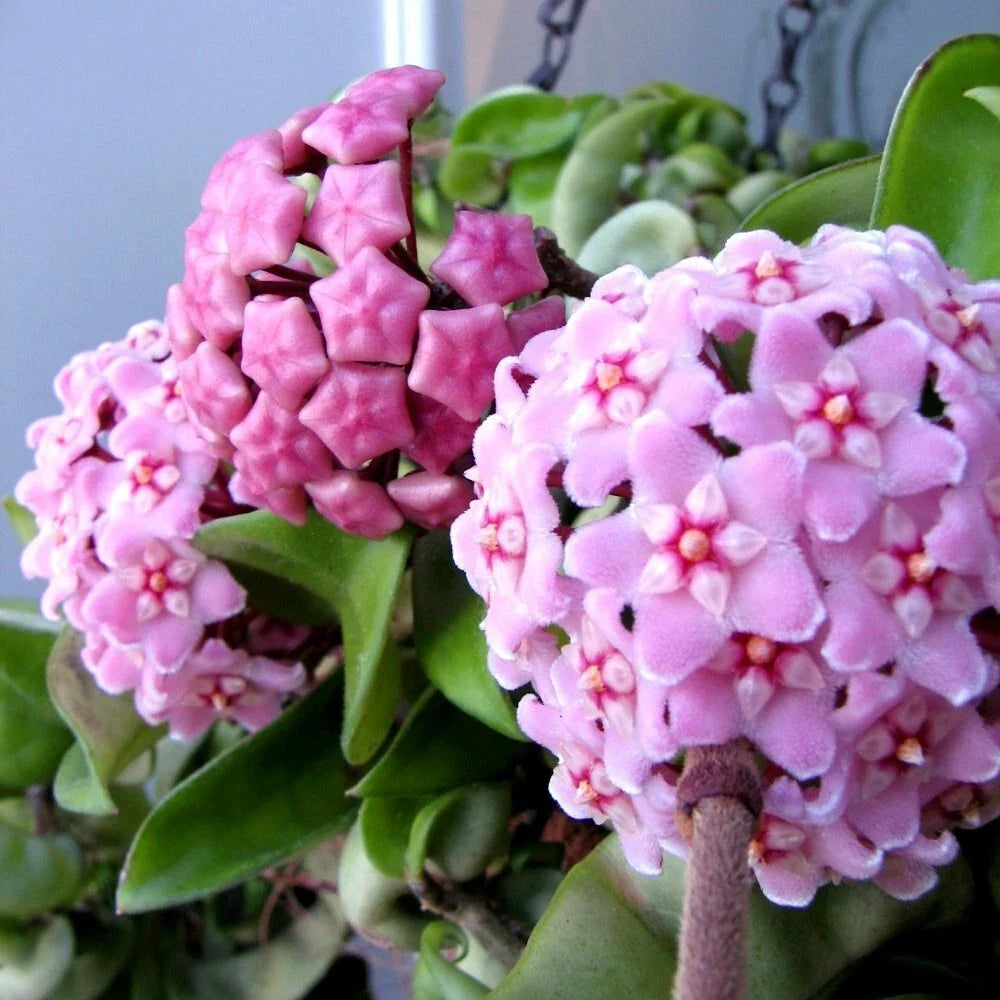 Hoya Carnosa Compacta Krinkle Kurl Hindu Rope Plant Bare Root 6-Inch Unique Variegated Houseplant