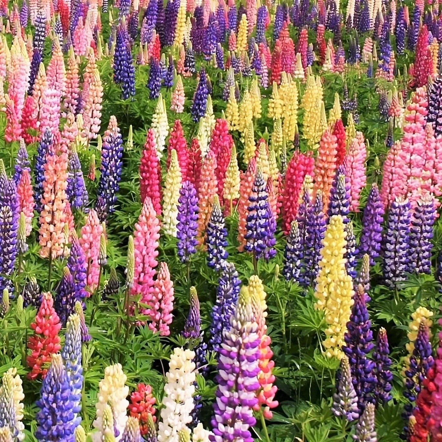 Lupine Seeds Russell Mix - Lupinus polyphyllus - Rainbow Colors - 2025 Planting