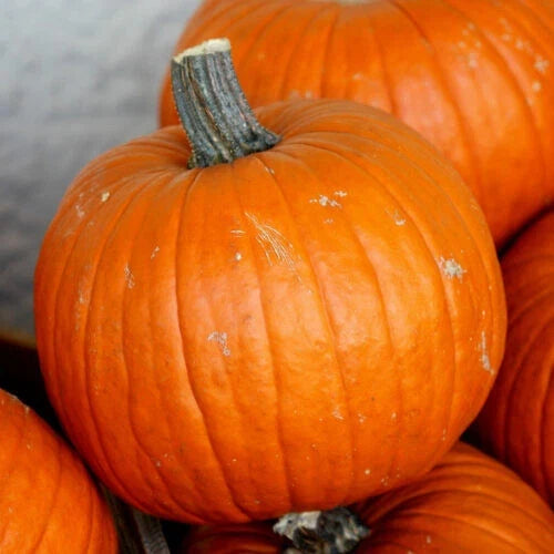 Connecticut Field Pumpkin Seeds - 25+ Cucurbita pepo Heirloom Seeds for Garden Planting, Fall Harvest, and Decorations