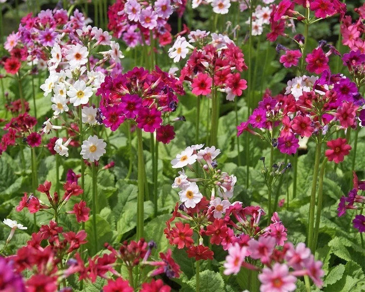 Primula japonica Mix Seeds - Colorful Perennial Flowers for Gardens and Borders - 25 Seeds