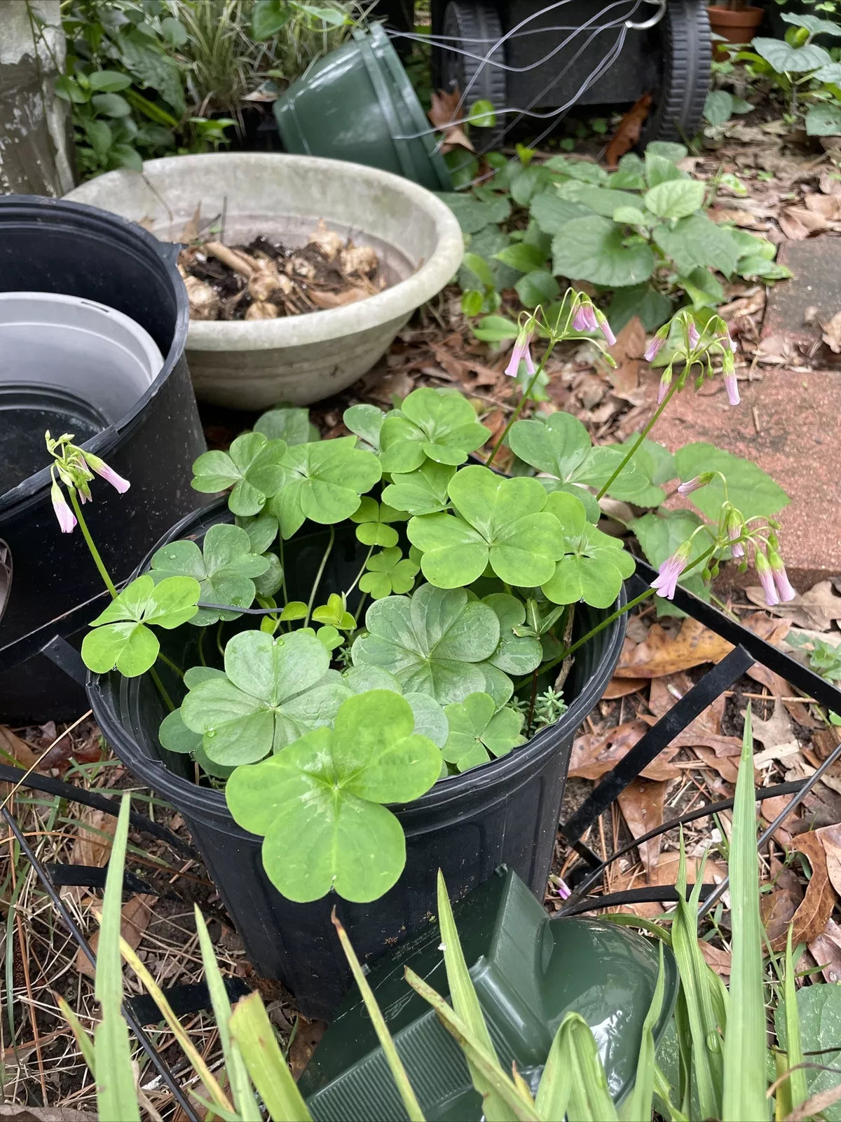 Pink Oxalis Wood Sorrel Bulbs - 15 Count, Perennial, Oxalis triangularis, Easy Care, Butterfly Attracting, Deer Resistant