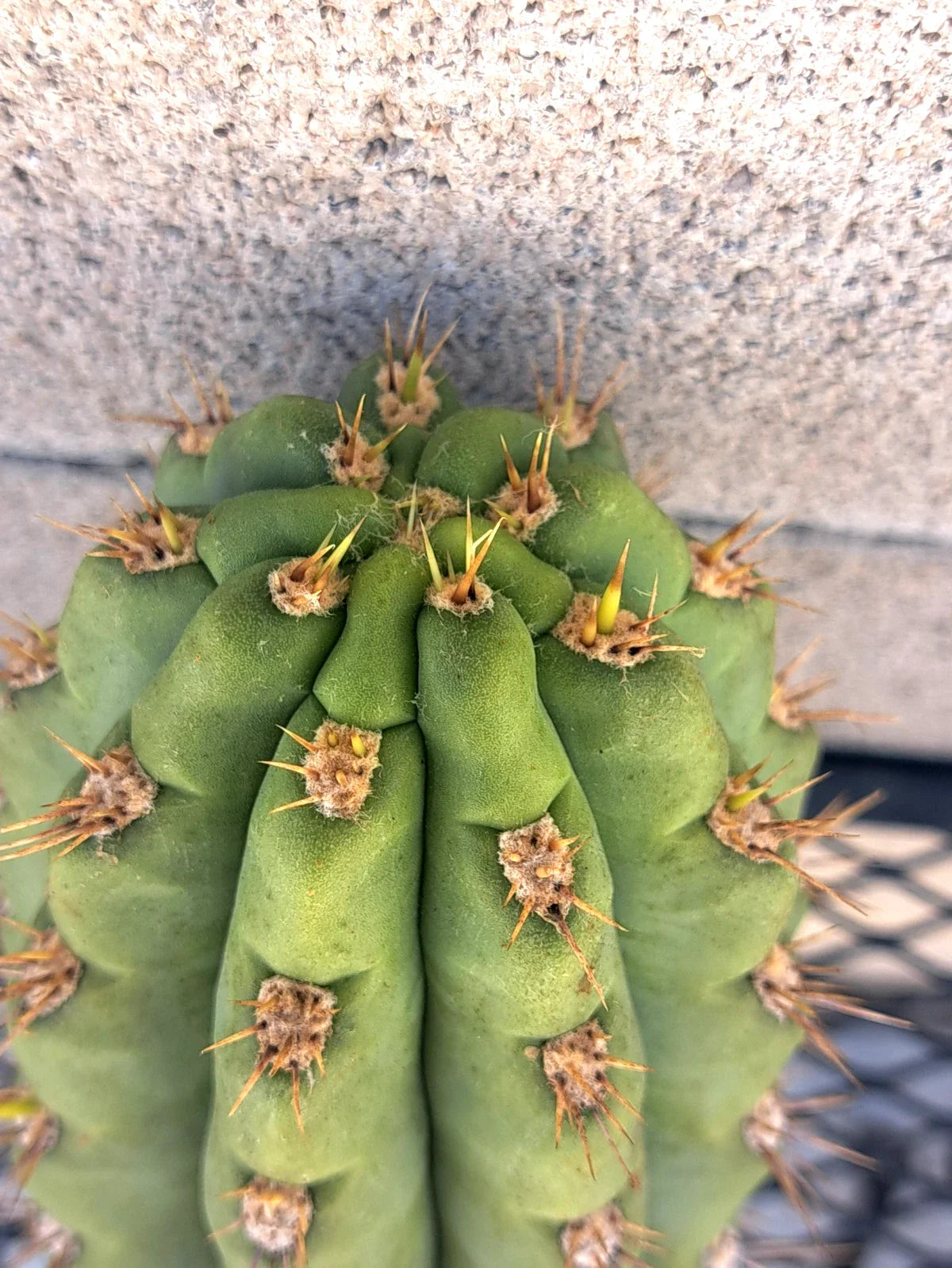 Cereus Cactus Cutting 8.5" - Succulent Propagation Plant - Unique Cereus spp. for Indoor & Outdoor Growth