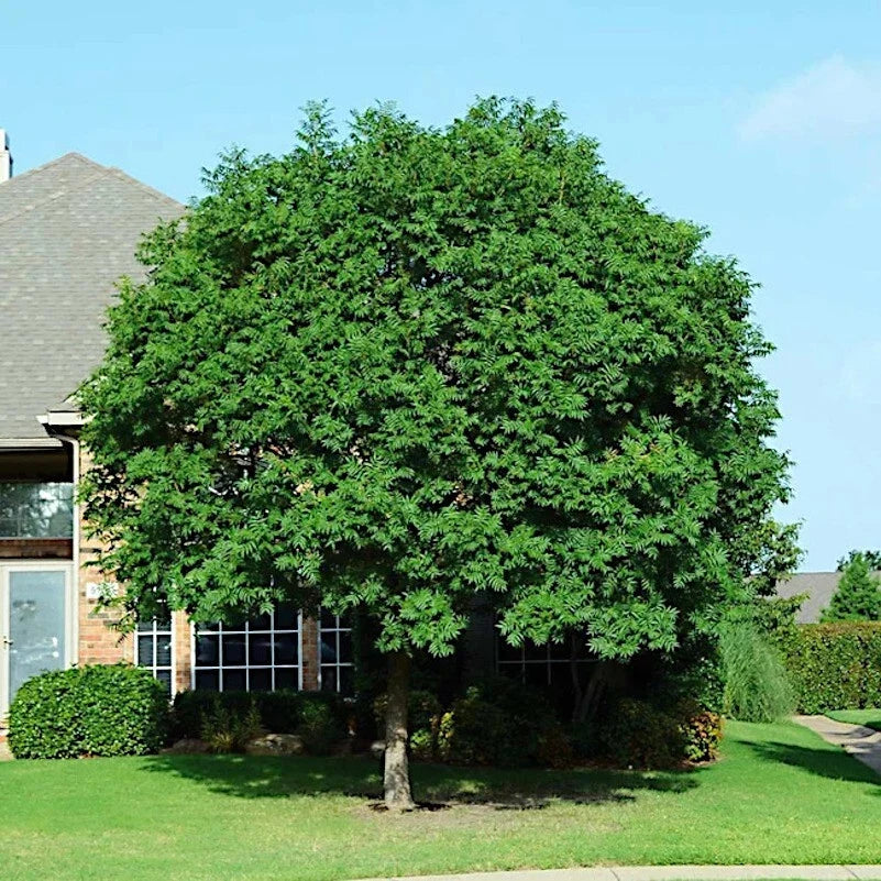 Chinese Pistachio Tree Seeds - Pistacia chinensis for Bonsai & Landscaping, 10 Pack