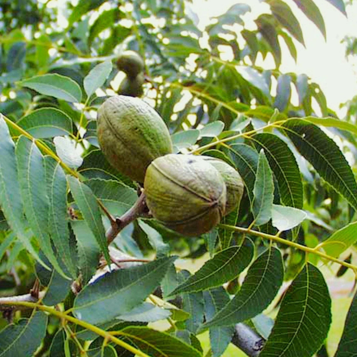 Pecan Tree Seeds - Carya Illinoensis - Illinois Nut Pecans - Planting for 2025 - Nut Tree Seeds for Orchard & Garden