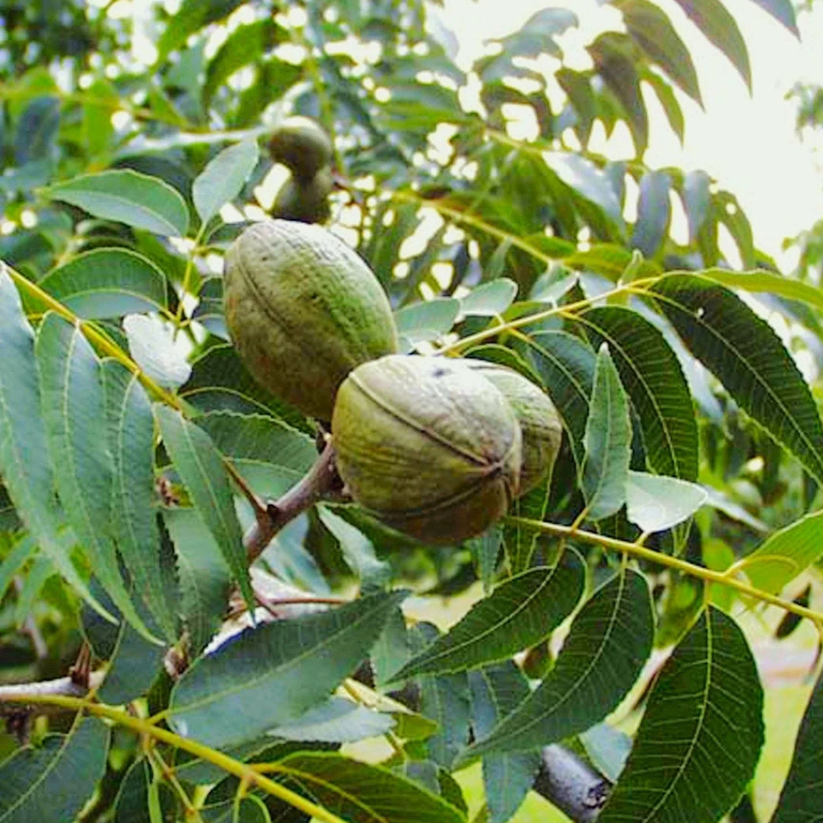 Pecan Tree Seeds - Carya Illinoensis - Illinois Nut Pecans - Planting for 2025 - Nut Tree Seeds for Orchard & Garden