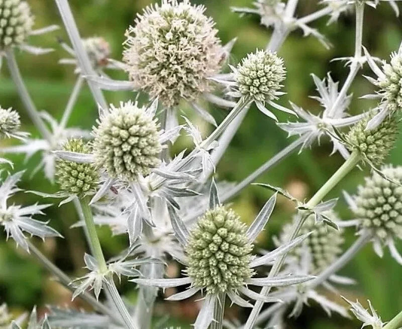 Eryngium planum 'Glitter White' Sea Holly Seeds - Drought-Tolerant Perennial for Borders & Cut Flowers, 10 Pack