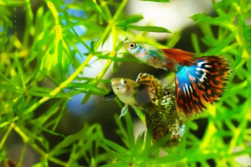 Guppy Grass 7 Stems - Najas Guadalupensis Live Aquarium & Pond Plant
