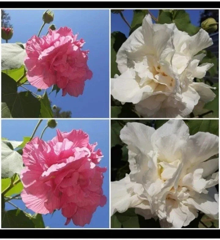 Cotton Rose Seeds 50+ Count - Hibiscus mutabilis Pink Color Changing Flowers