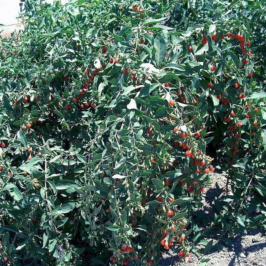 Goji Berry Cuttings - Fresh Lycium barbarum Plantings - Lot of 20 for Garden & Edible Landscaping