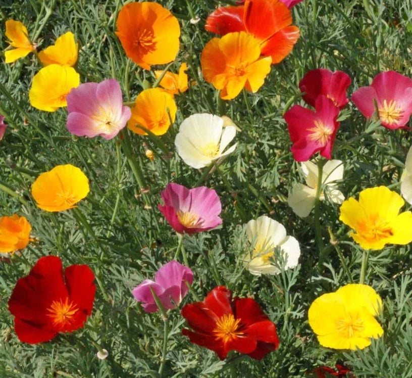 California Poppy Seeds Mix - Non-GMO Wildflower Blend for Bees - Eschscholzia californica - 1000 Seeds