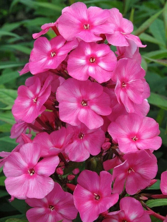 Bubblegum Pink Phlox Seeds – 100+ Pack, Phlox paniculata, Pink Flowers for Garden Beds & Borders