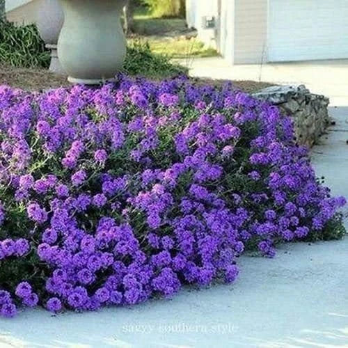 Moss Verbena Ground Cover Seeds 100+ Purple Verbena Tenuisecta for Borders, Rock Gardens & Pollinator Gardens