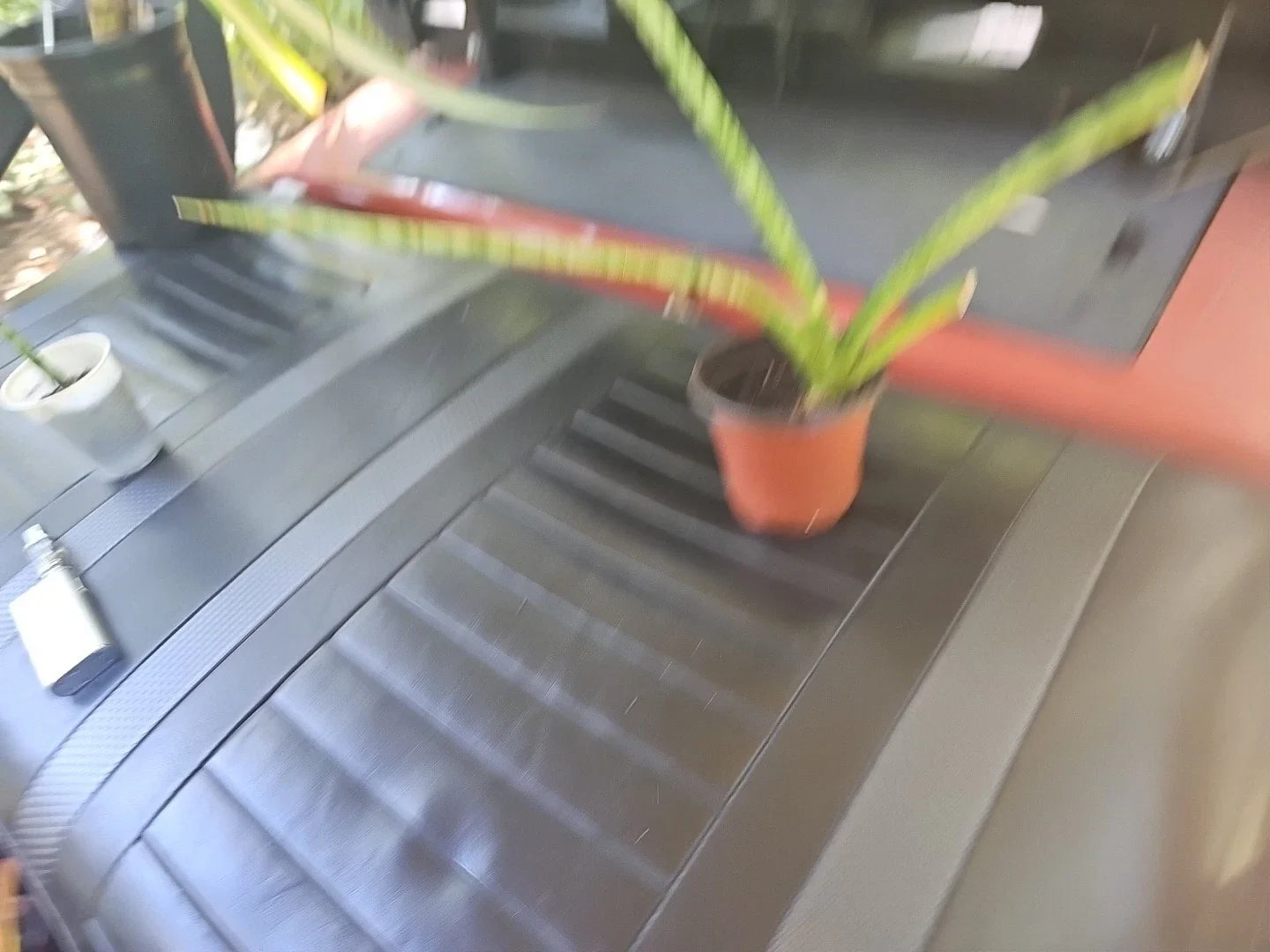 Baby Sansevieria cylindrica - African Spear Snake Plant, Small Indoor Houseplant, Low Light, Air Purifying, Succulent, Potted