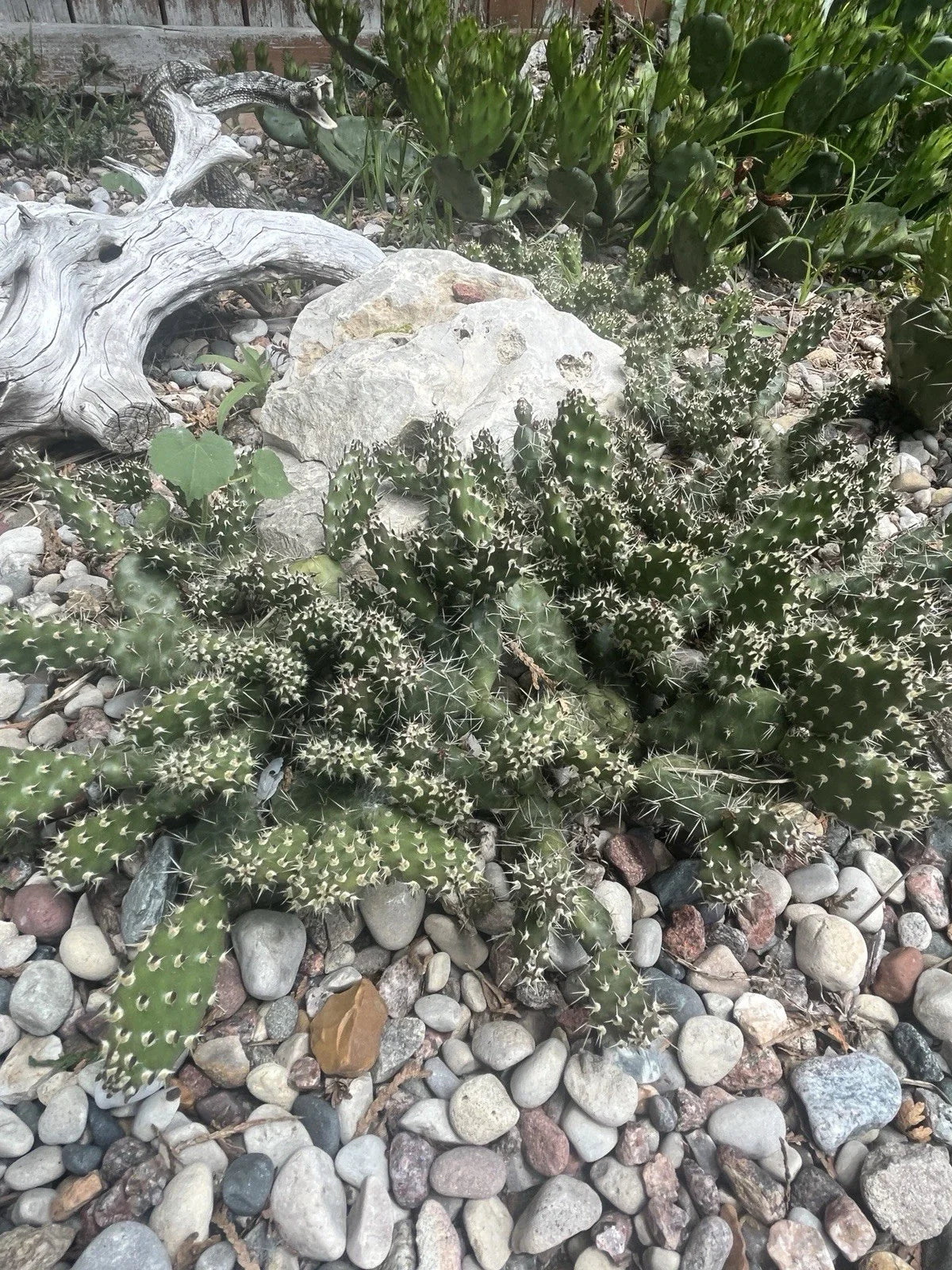 Cold Hardy Cactus Cuttings - Opuntia Fragilis Spiny Cats Paw - 2 Unrooted Propagation Cuttings