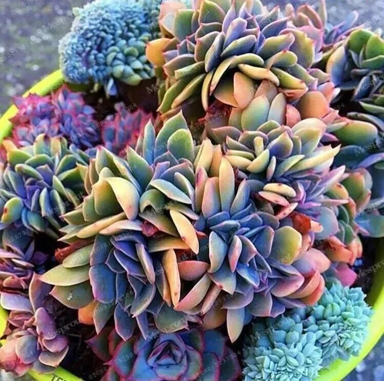 Japanese Succulent Seeds 50pcs, Mini Cactus Seeds for Indoor Gardening, Rare Varieties, Cactaceae, Easy to Grow Plant Seeds