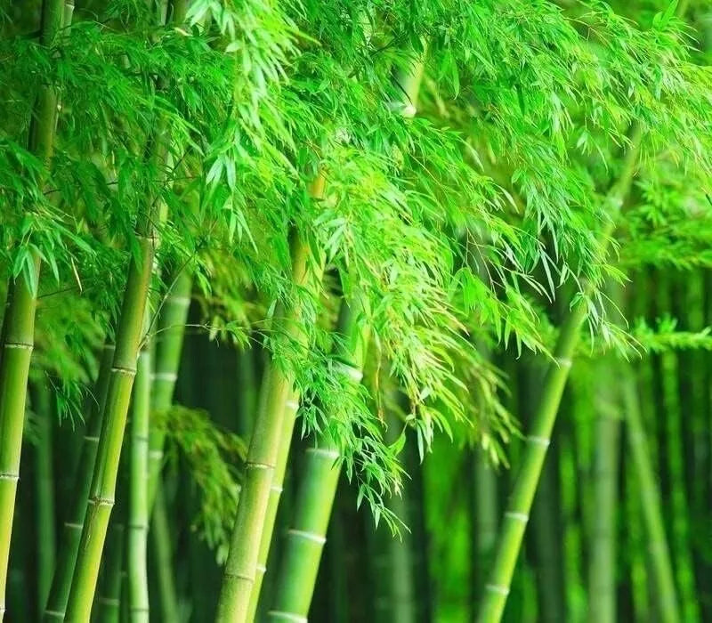 Giant Timber Bamboo Seeds 100 Pack | Fast Growing Bambusa oldhamii for Landscaping & Privacy Screens