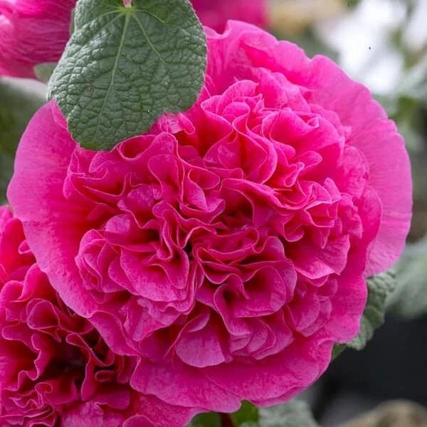 25 Double Bright Pink Hollyhock Seeds - Perennial Flower Seeds Alcea rosea for Garden Beds & Borders
