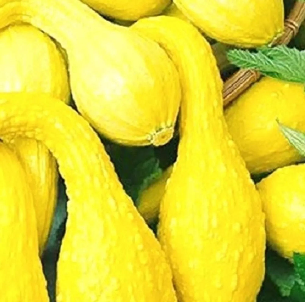 Crookneck Golden Summer Squash Seeds | Heirloom Non-GMO Cucurbita pepo | Bush-Type Compact Plant
