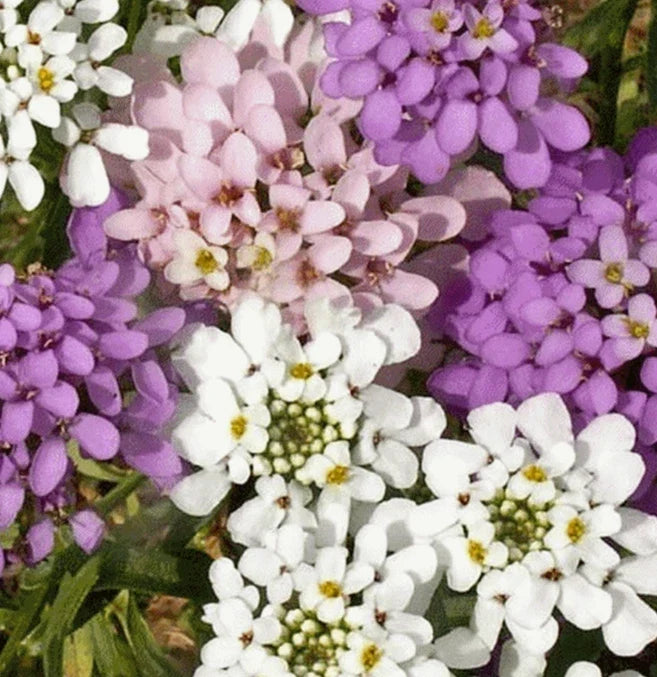Candytuft Flower Seeds - Iberis umbellata - Annual Garden Seeds for Borders, Rock Gardens & Containers, 1000+ Seeds
