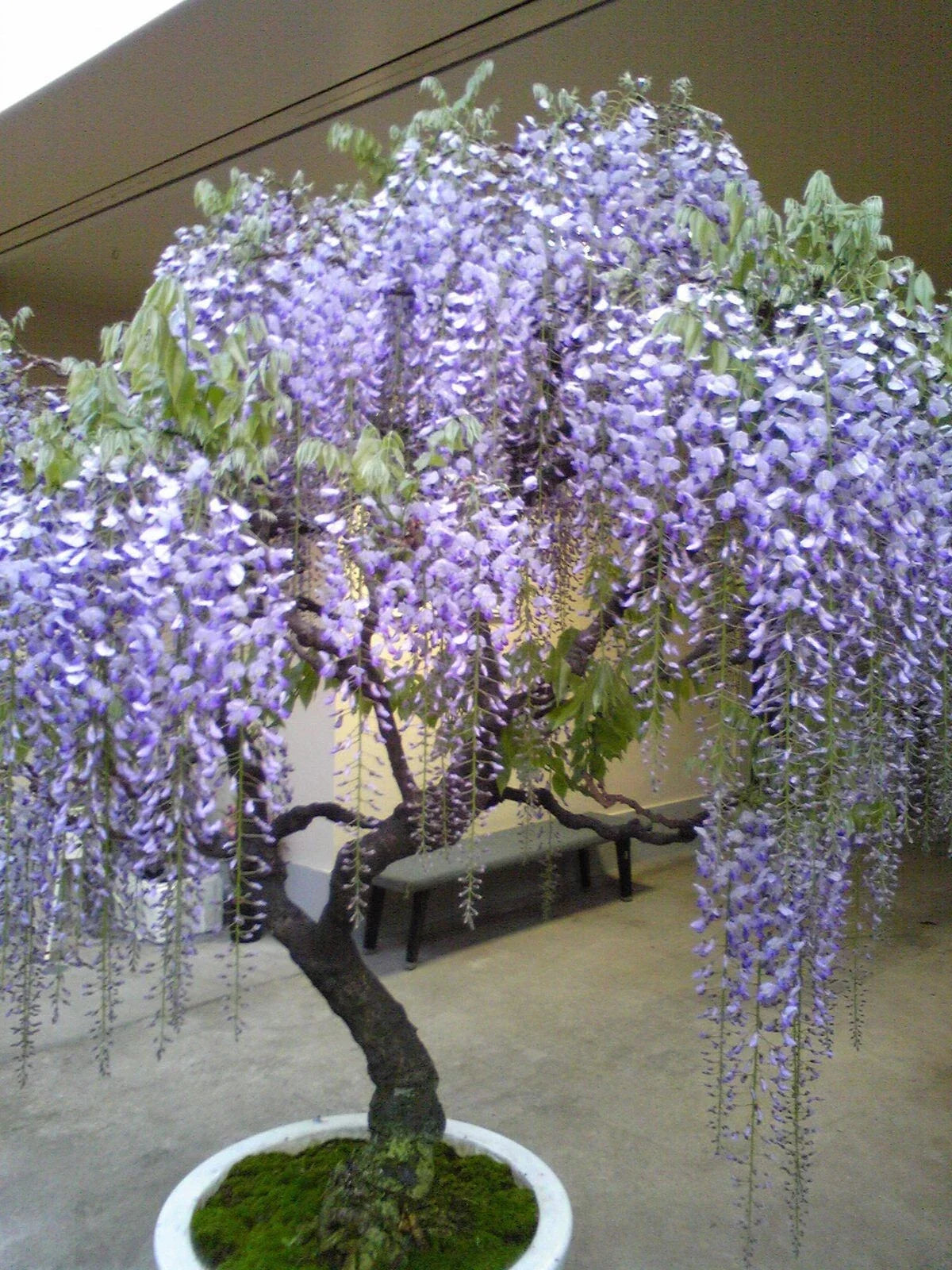 Chinese Wisteria Seeds - Fast Growing Flowering Vine - Cold Hardy Wisteria sinensis - Climbing Plant for Garden & Bonsai