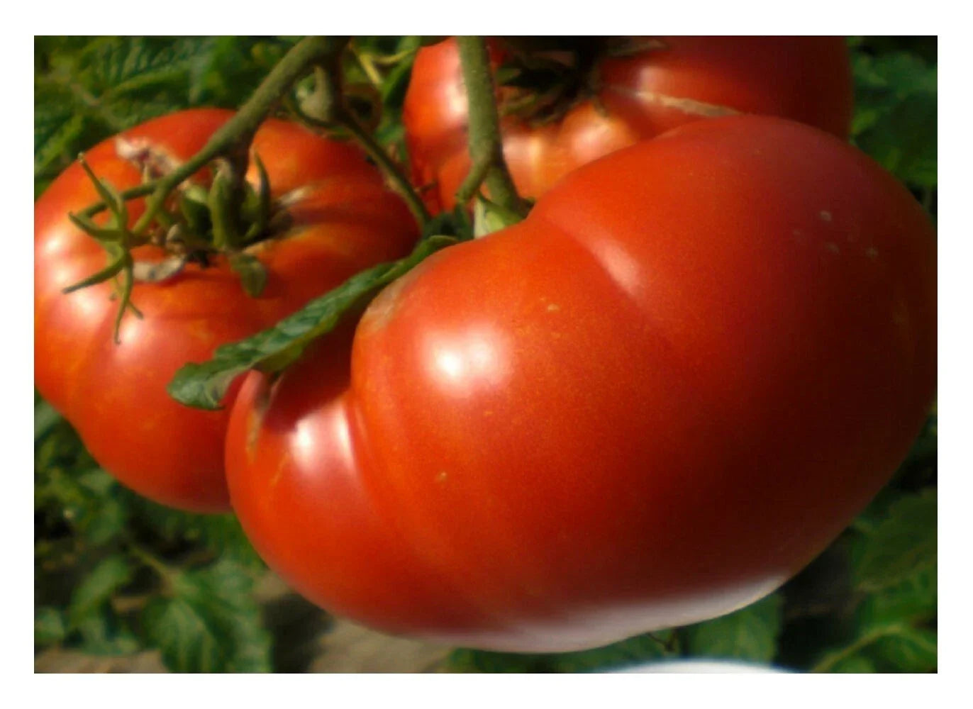 Mortgage Lifter Tomato Seeds - Enormous Beefsteak, NON-GMO Heirloom
