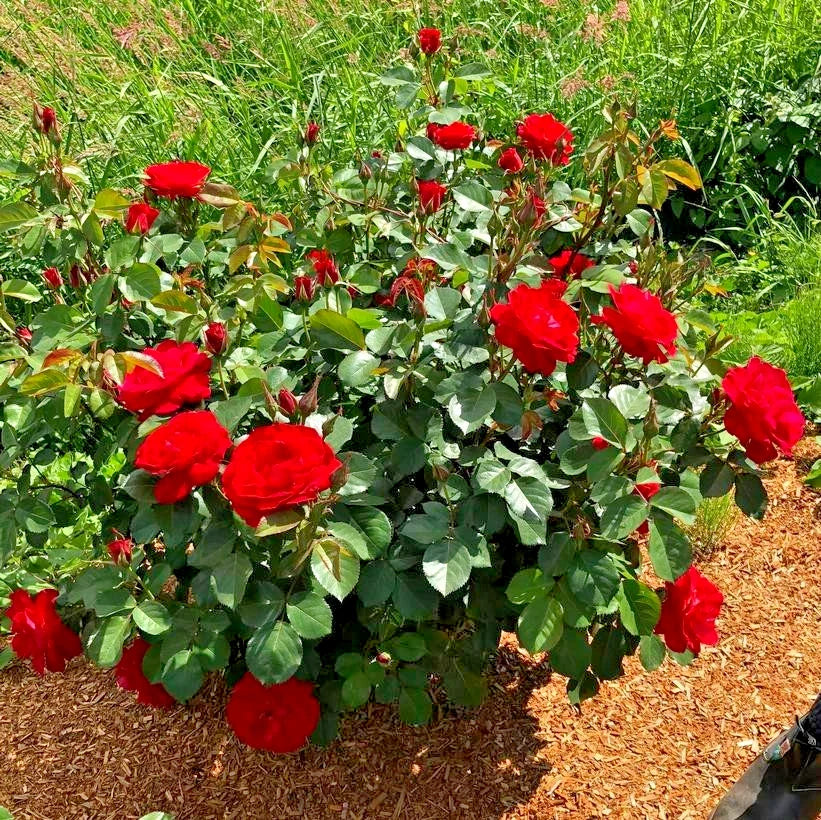 Japanese Kyoho Grape Cuttings 6pcs Vitis labrusca x Vitis vinifera Deciduous Vine for Gardening