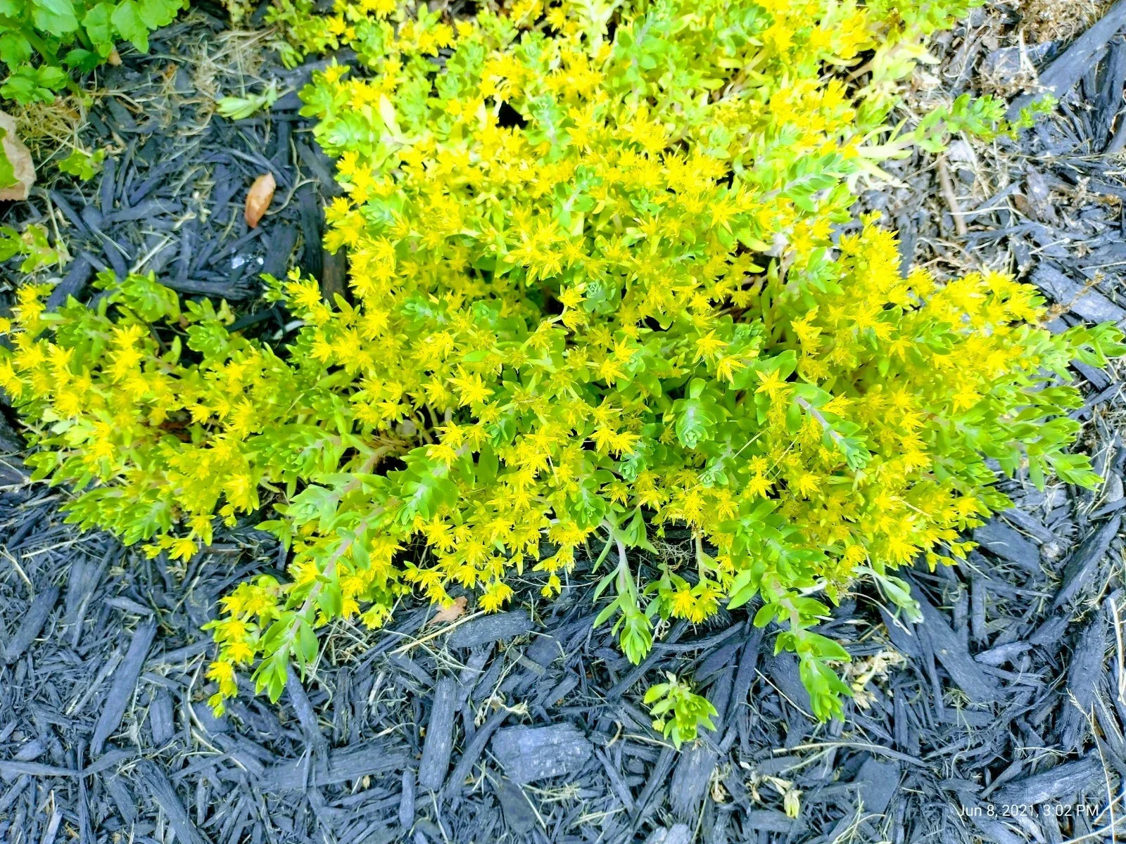 Creeping Sedum Ground Cover Plants - 25 Cuttings - Sedum spurium - Drought-Resistant, Low-Water, Erosion Control, Succulent Foliage