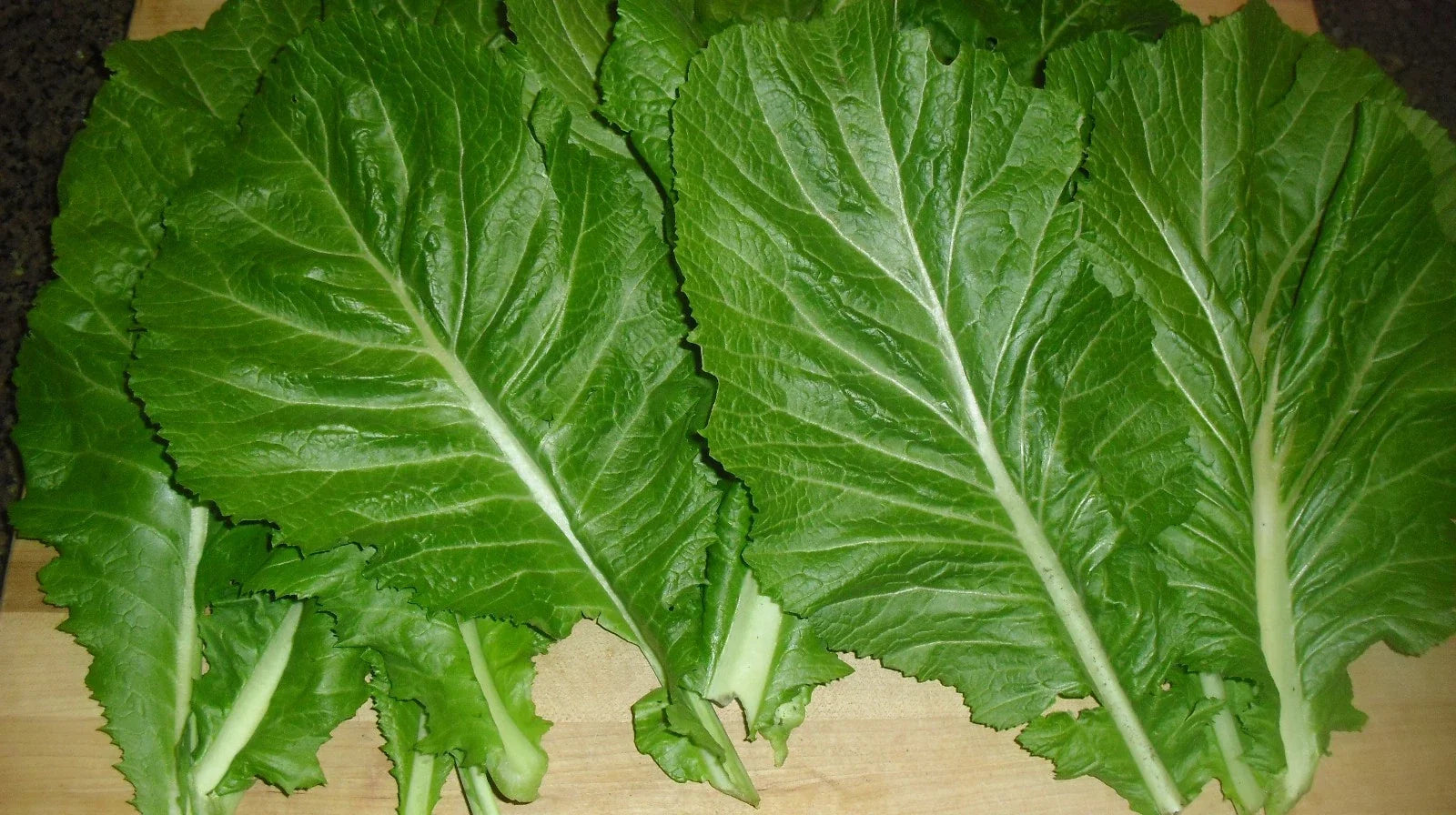 Mustard Seeds Pack – Florida Broadleaf Brassica juncea – Nutrient-Rich Greens for Home Gardening