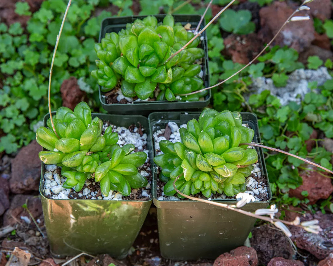 Haworthia Cymbiformis Obtusa Succulent - 3.5" Multi-Head Plant - Rare Indoor & Outdoor Plant