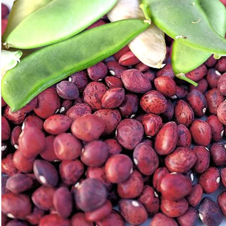 Dixie Speckled Butterpea Lima Bean Seeds – Heirloom, High Yielding, Southern Garden, Phaseolus lunatus, 50 Seeds Packet