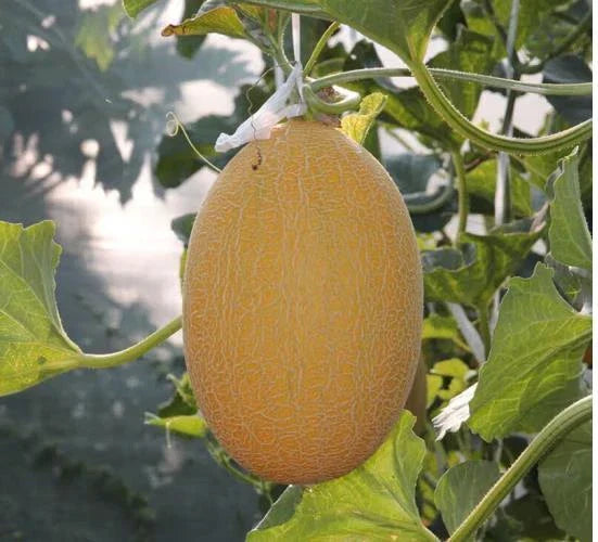 Rare Hami Melon Seeds - Large 4-5lb Sweet & Crunchy Fruits - 25+ Seeds