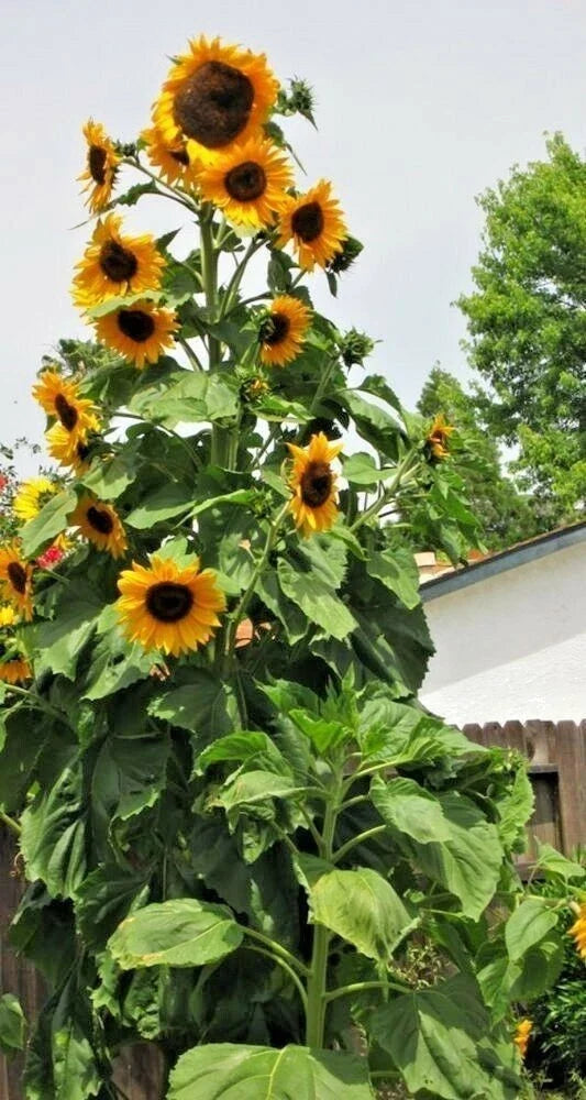 Skyscraper Sunflower Seeds - Heirloom Non-GMO Pack of 50+ Helianthus annuus for Tall, Vibrant Blooms