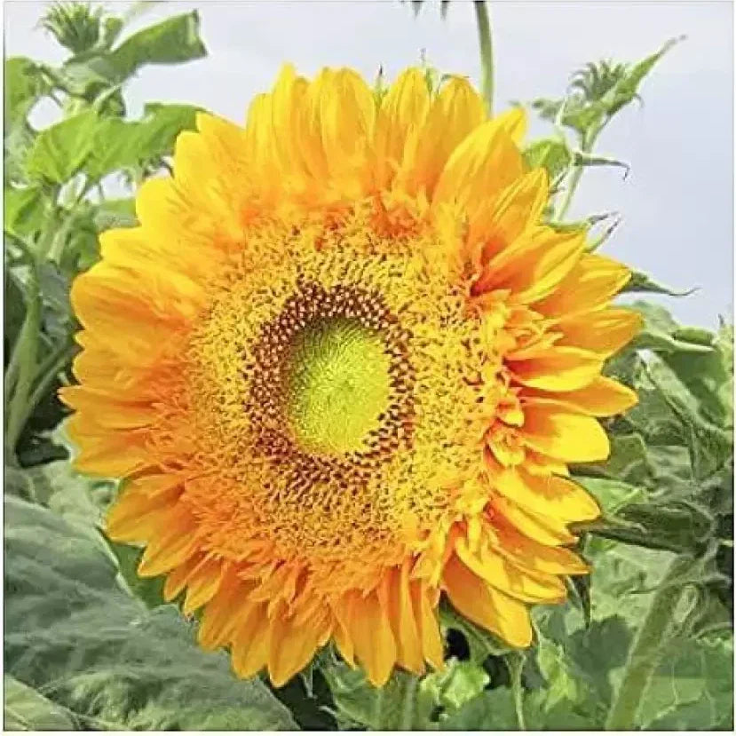 Double Sun Sunflower Seeds - 50+ Large Bold Color - Helianthus annuus