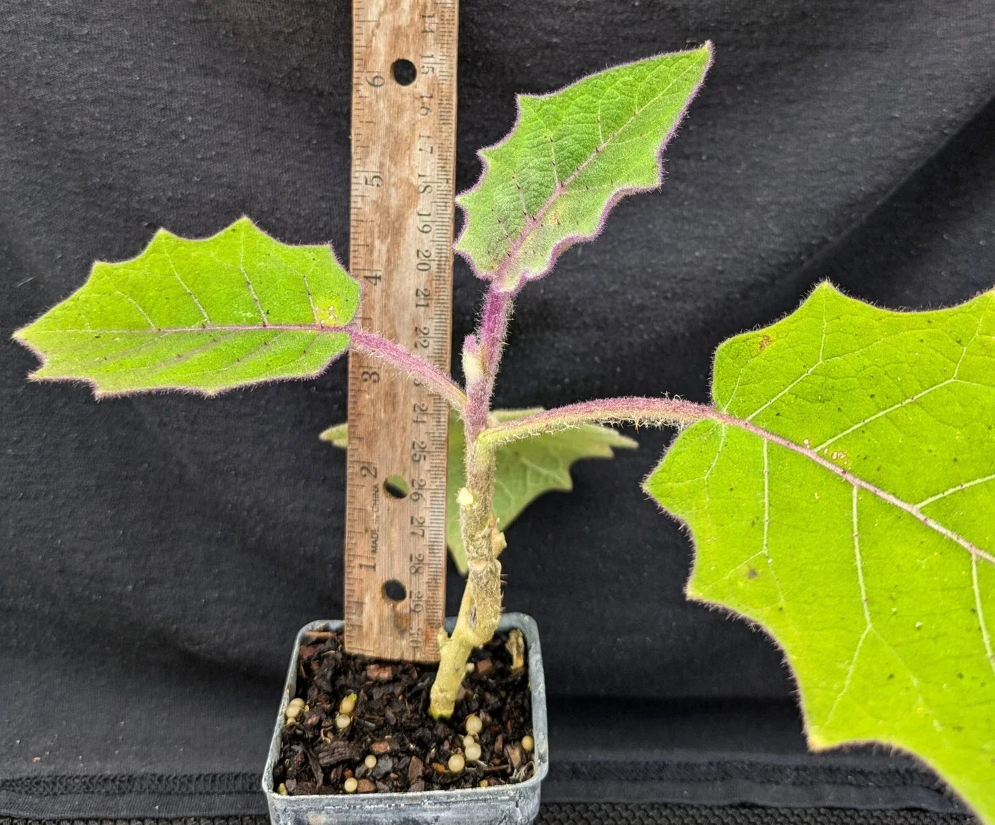 Naranjilla Live Plant - Solanum quitoense - Tropical Fruit Plant - Garden Ready