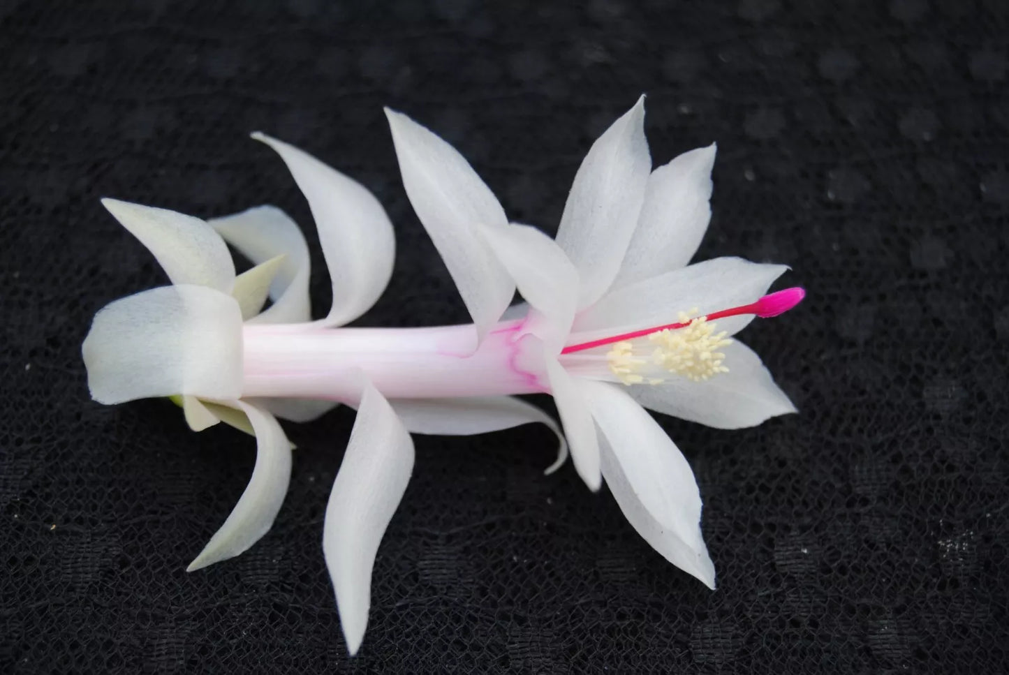 Christmas Cactus Starter Plant, Small Livia Variety, Well Rooted Schlumbergera Truncata, Easy to Grow Indoor Plant