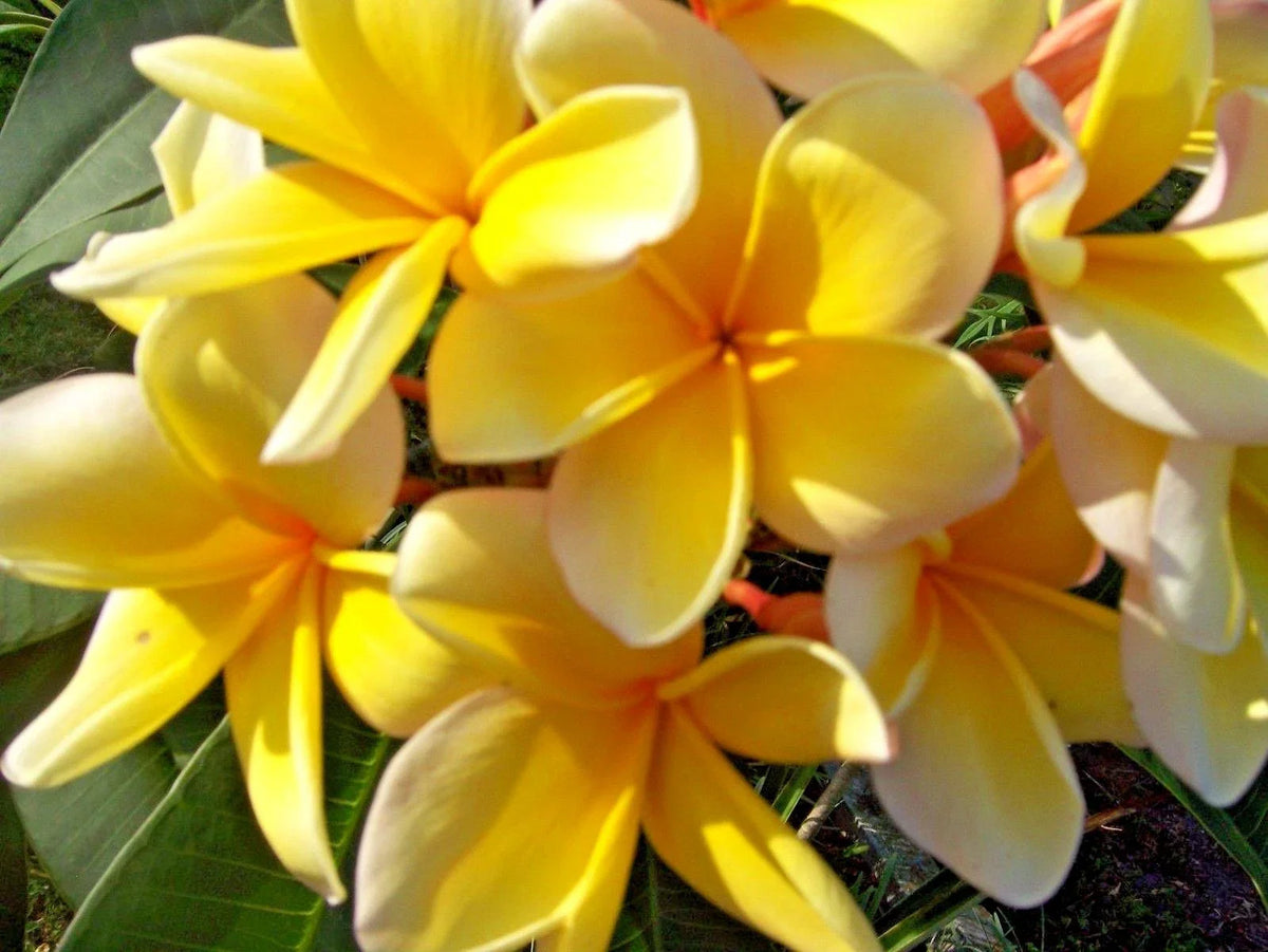 Plumeria Live Cutting Yellow - Fragrant Tropical Flowering Plant Plumeria rubra