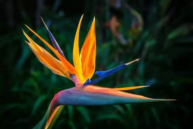 Bird of Paradise Flower Seeds - 5 Seeds - Strelitzia reginae - Exotic Tropical Garden Plant for Landscaping