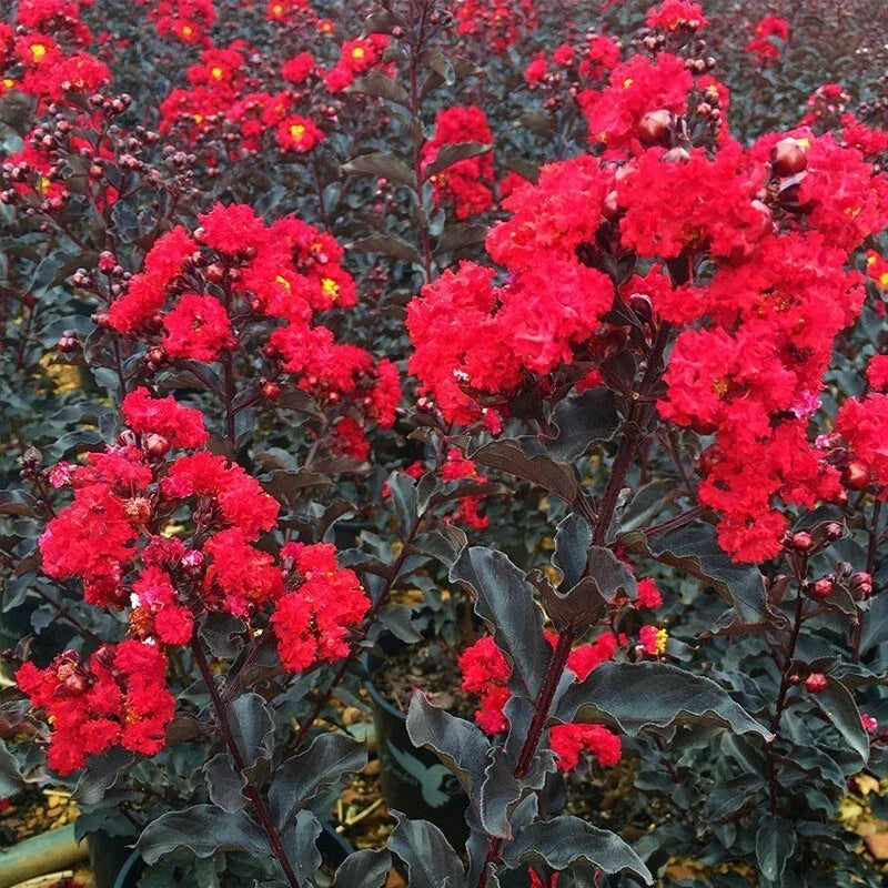 Crape Myrtle Starter Plant - Ebony Fire Variety - Lagerstroemia indica - Well-Rooted, Easy to Grow