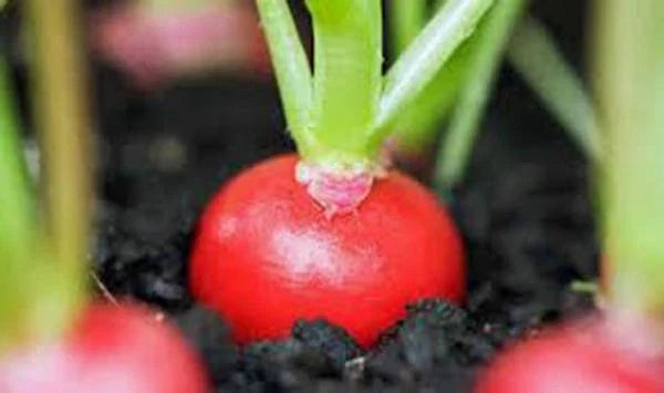 Heirloom Radish Seeds - Cherry Belle Non-GMO Red Radishes - 1000+ Seeds for Home Gardening & Containers - Raphanus sativus