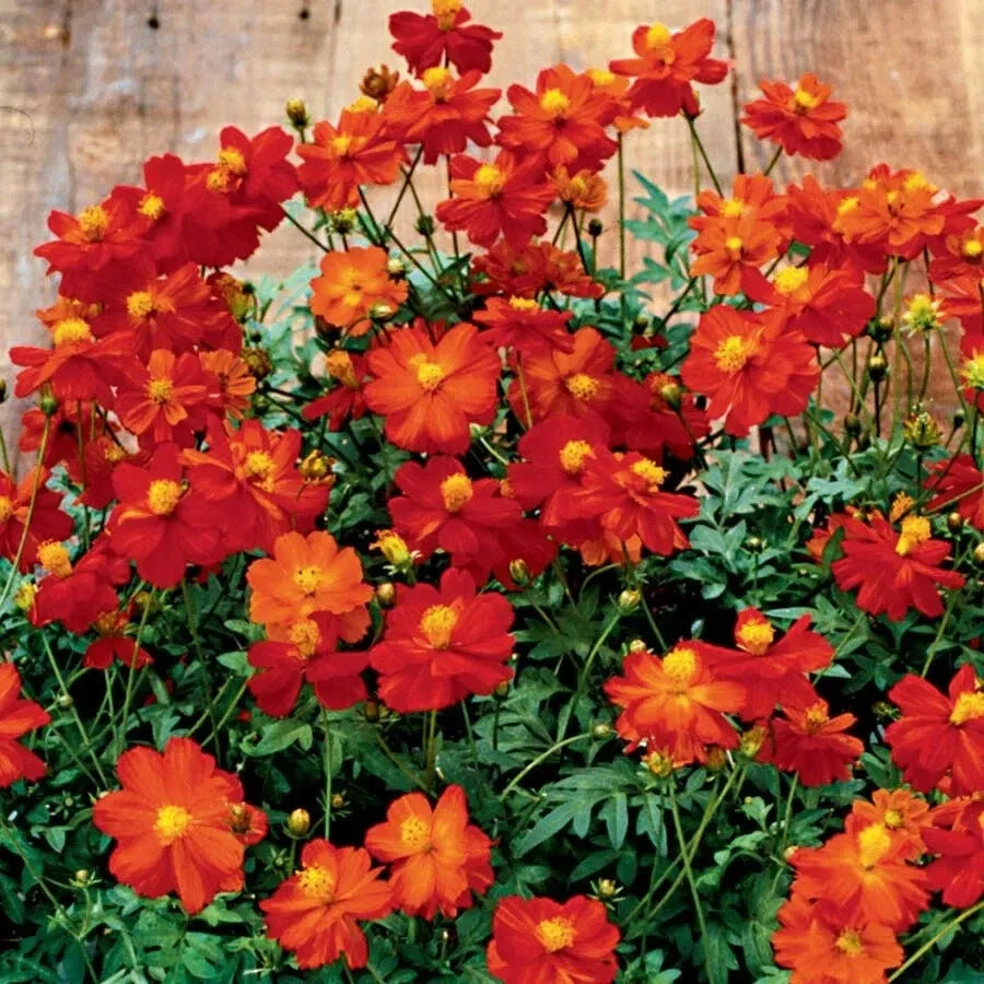 Cosmos Seeds - 200+ Cosmic Red Cosmos Bipinnatus Annual for Garden, Borders, Containers, Cut Flowers