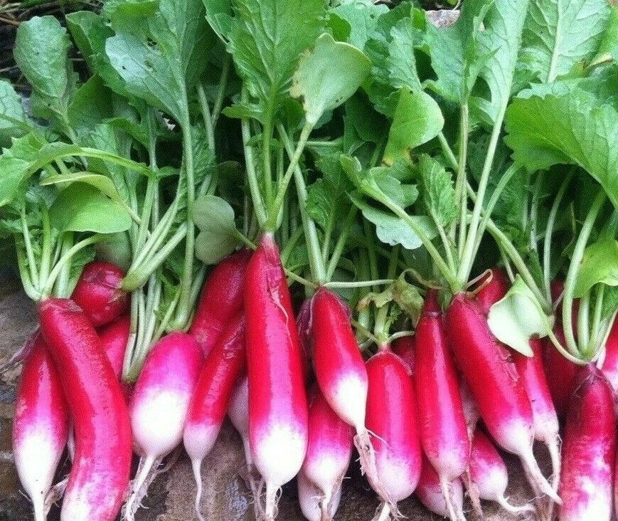 French Breakfast Radish Seeds - 200+ Heirloom Raphanus sativus for Garden