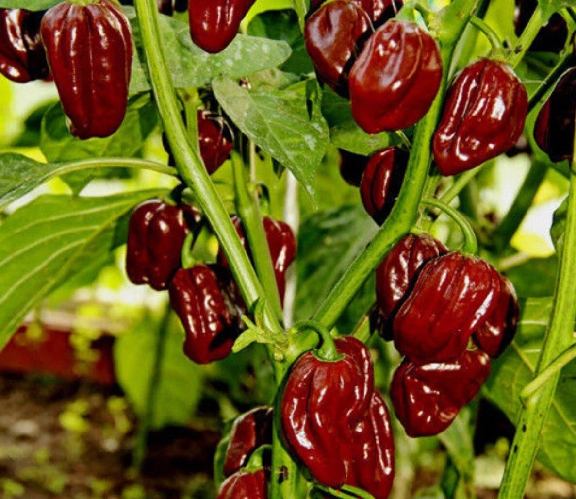 Chocolate Habanero Pepper Seeds – Heirloom, Spicy Capsicum chinense, 20+ Seeds for Garden & Culinary Use
