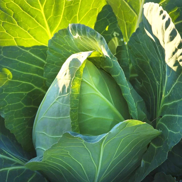 Early Jersey Wakefield Cabbage Seeds - 1000+ Count, Brassica oleracea, Pointed Head, for Spring Planting