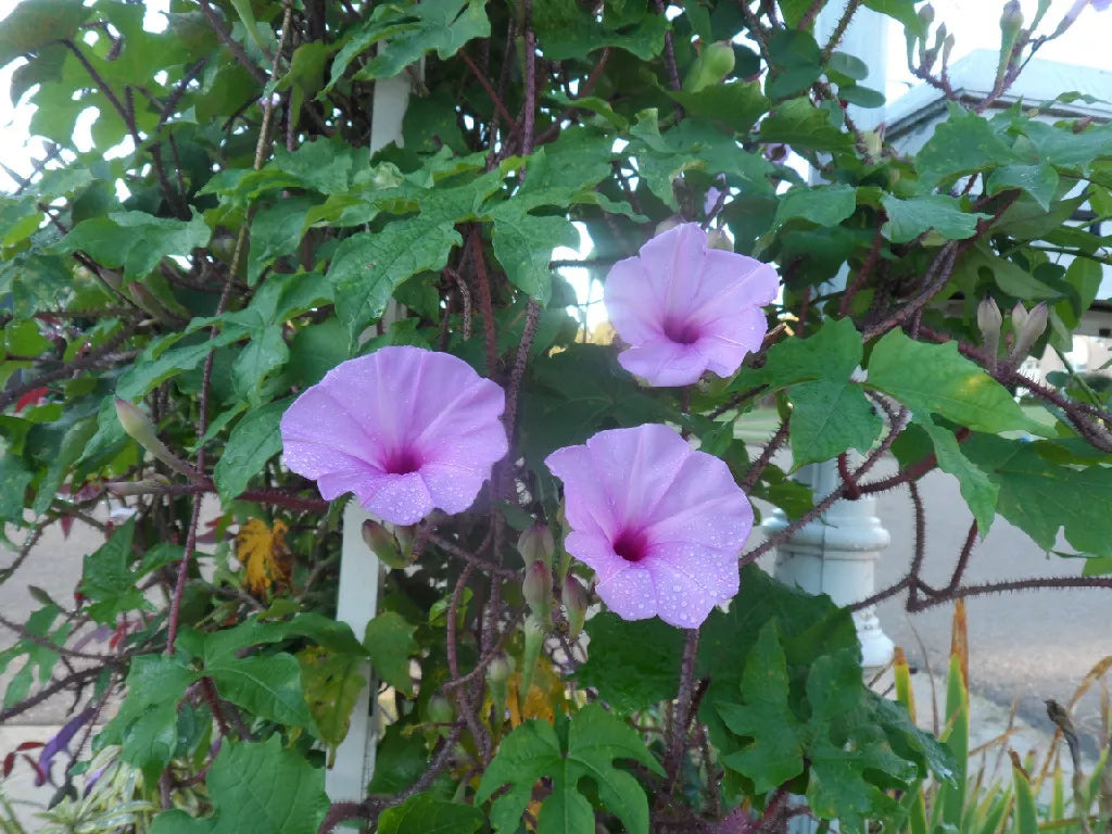 25 Seeds Brazilian Morning Glory Ipomoea setosa - Hummingbird & Butterfly Attracting Vines