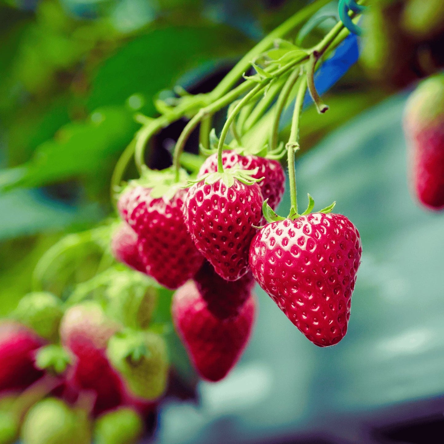 Keepsake Strawberry Roots - Bare Root Ever-Bearing Fragaria × ananassa for Garden or Containers