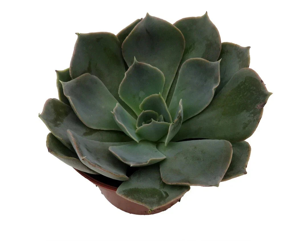 Truffles Succulent Plant 2.5" Echeveria shaviana Live Seedling Green Houseplant