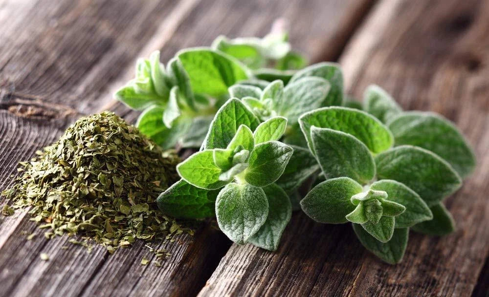 Oregano Seeds 150+ | Culinary Herb for Cooking | Origanum vulgare | Easy to Grow